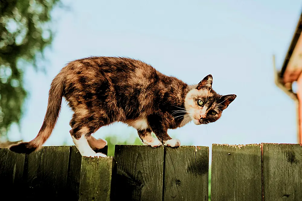 cat-on-fence-medical-disclaimer