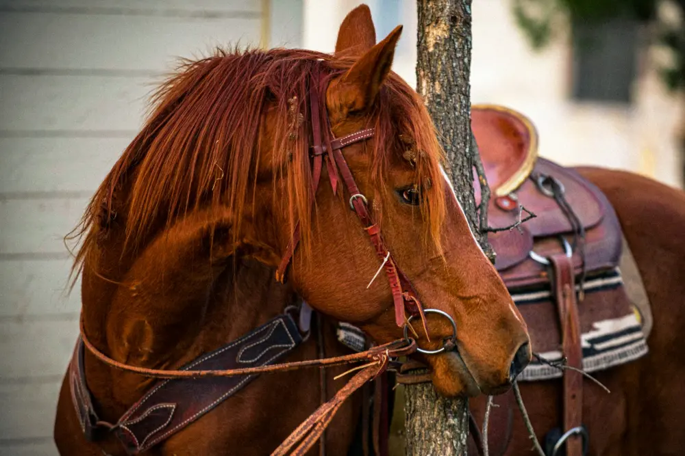 western-horse-saddled-result